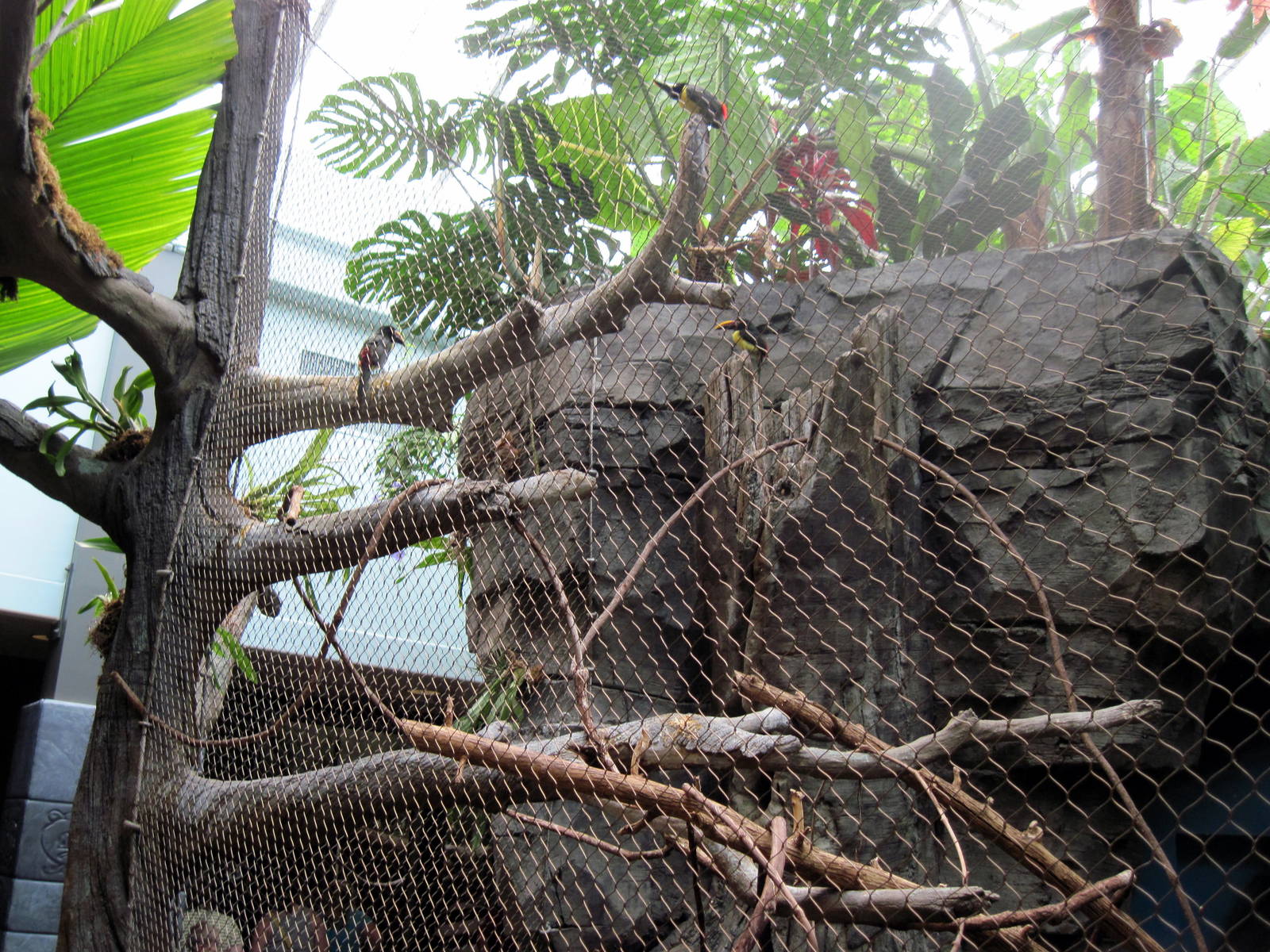 Tropics-Green Aracari Exhibit
