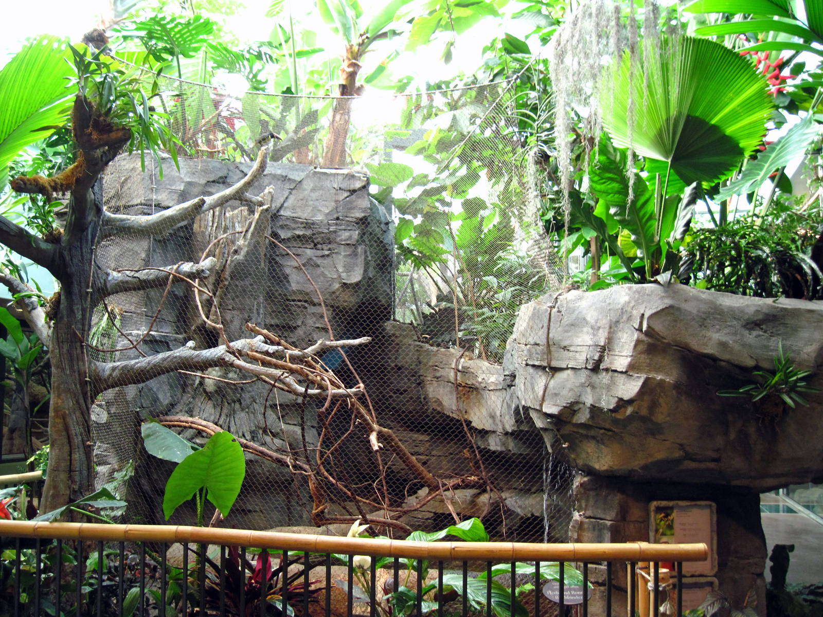 Tropics-Green Aracari/Freshwater Stingray Exhibit