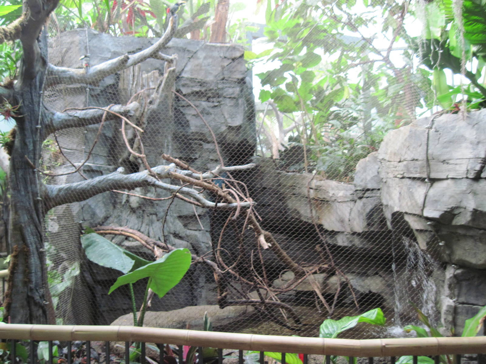 Tropics-Green Aracari/Freshwater Stingray Exhibit