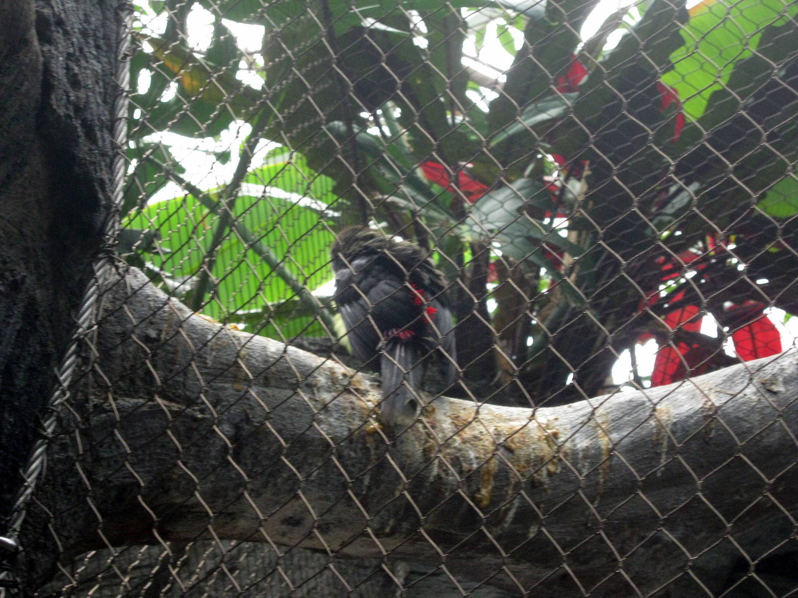 Tropics-Green Aracari