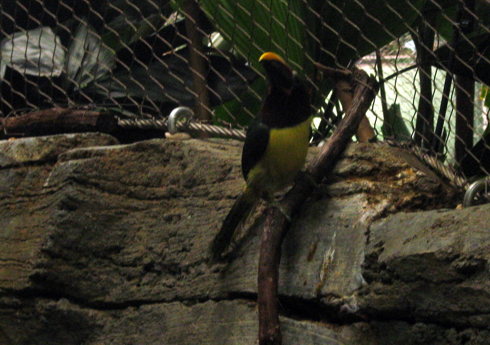 Tropics-Green Aracari