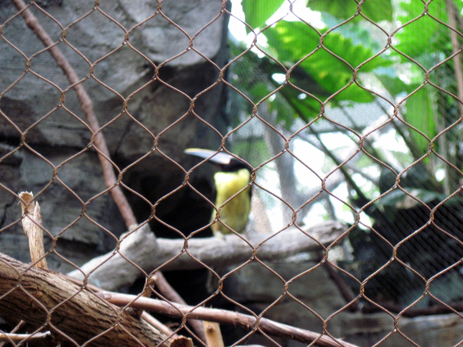 Tropics-Green Aracari