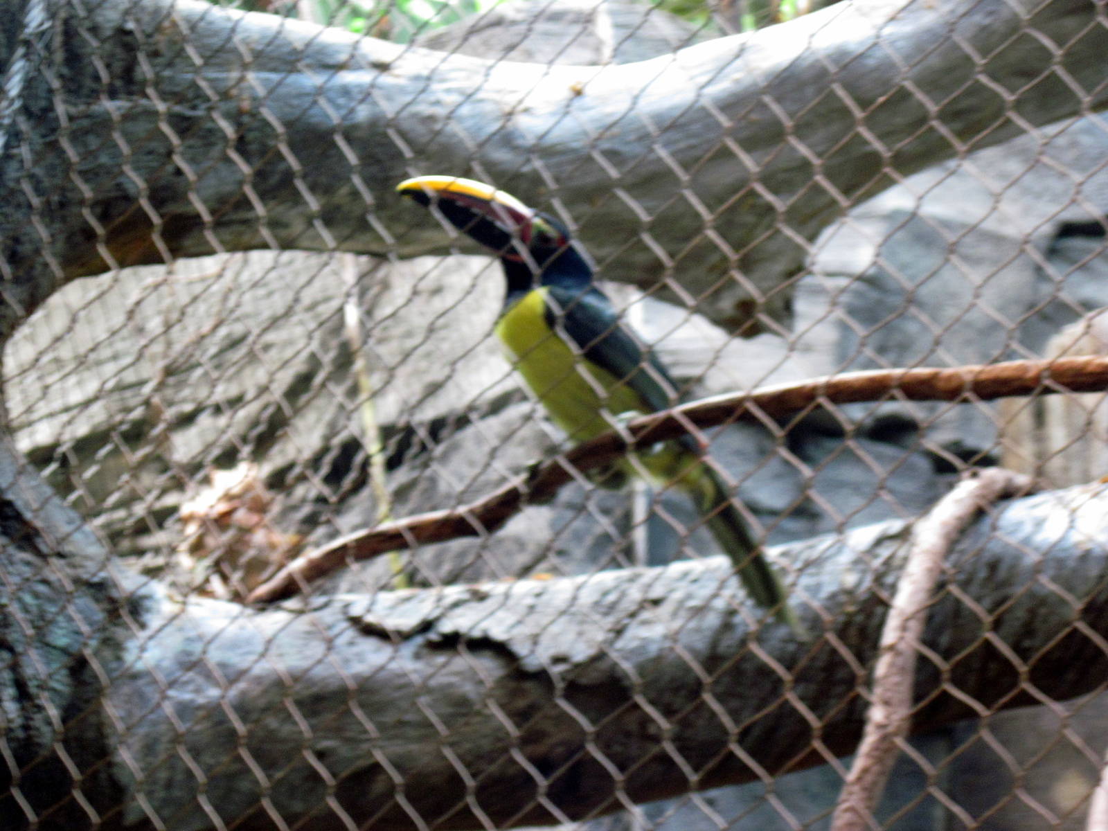 Tropics-Green Aracari