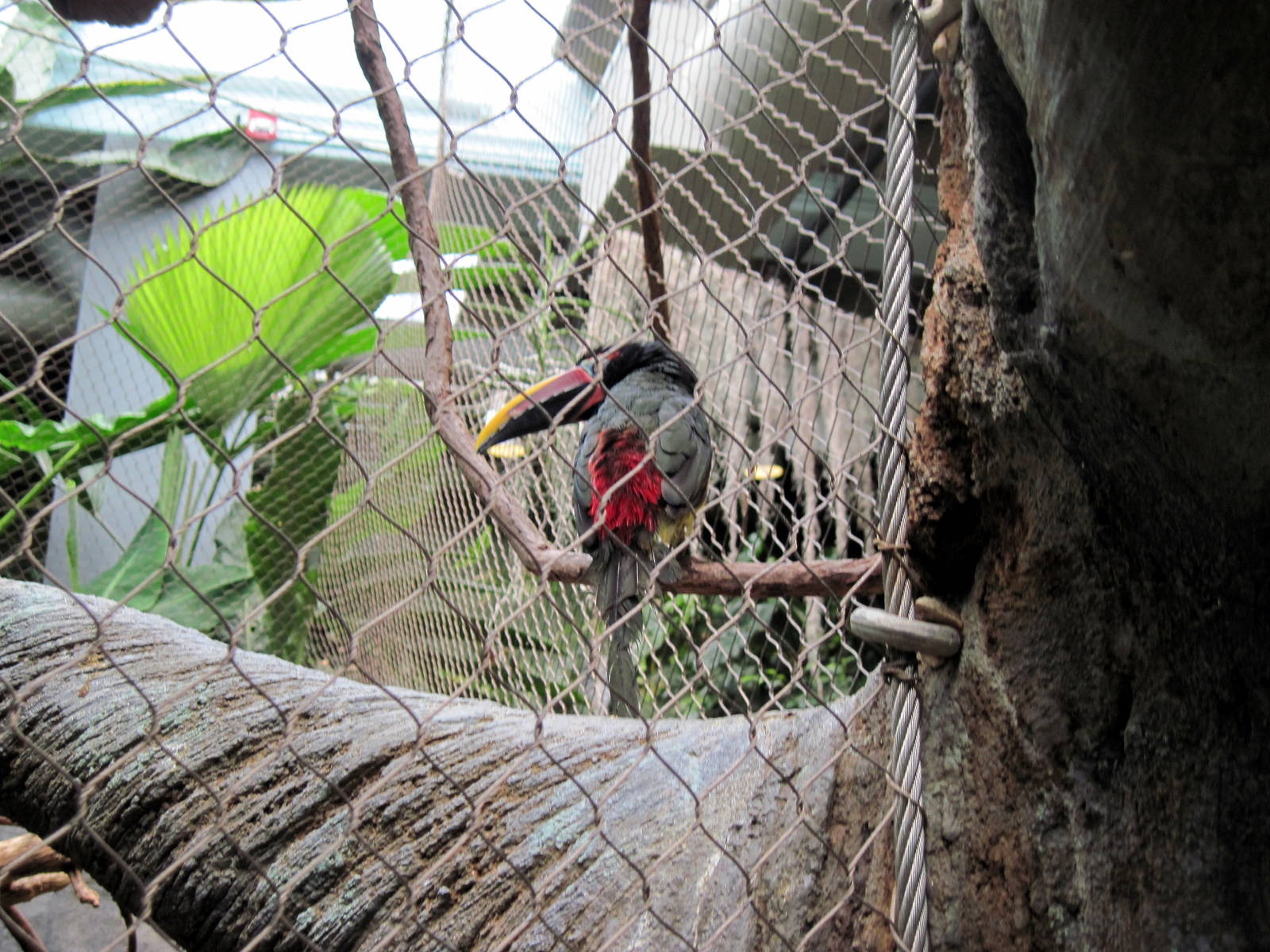 Tropics-Green Aracari