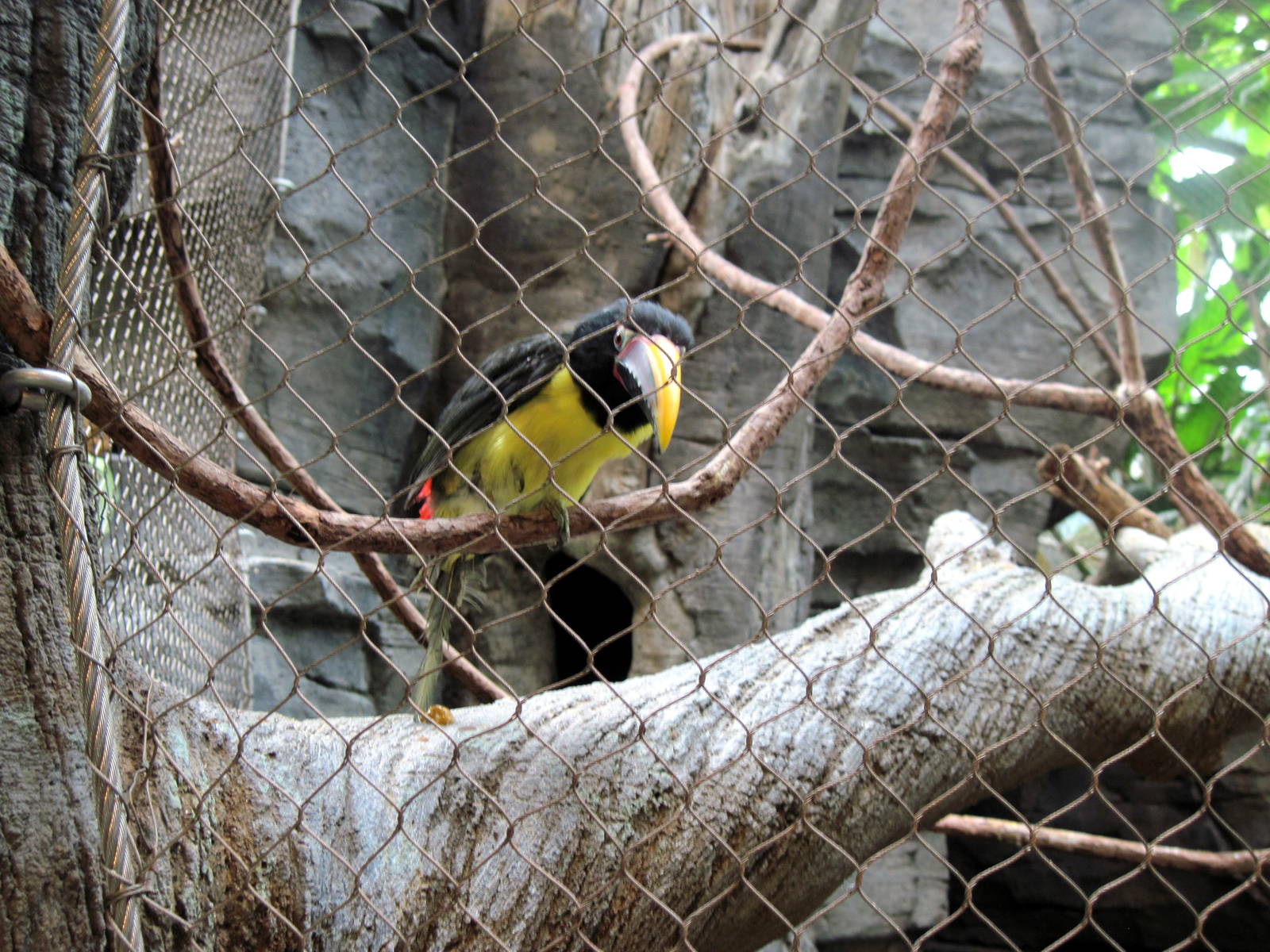 Tropics-Green Aracari