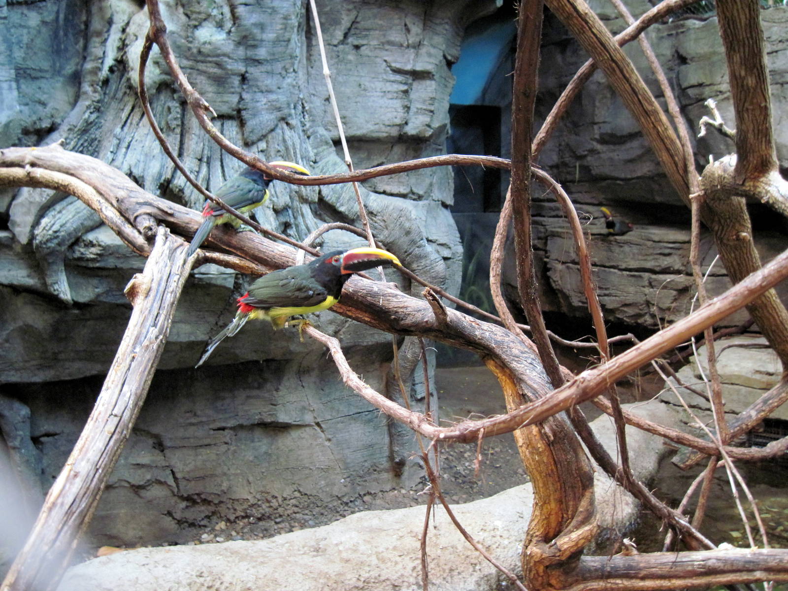 Tropics-Green Aracari