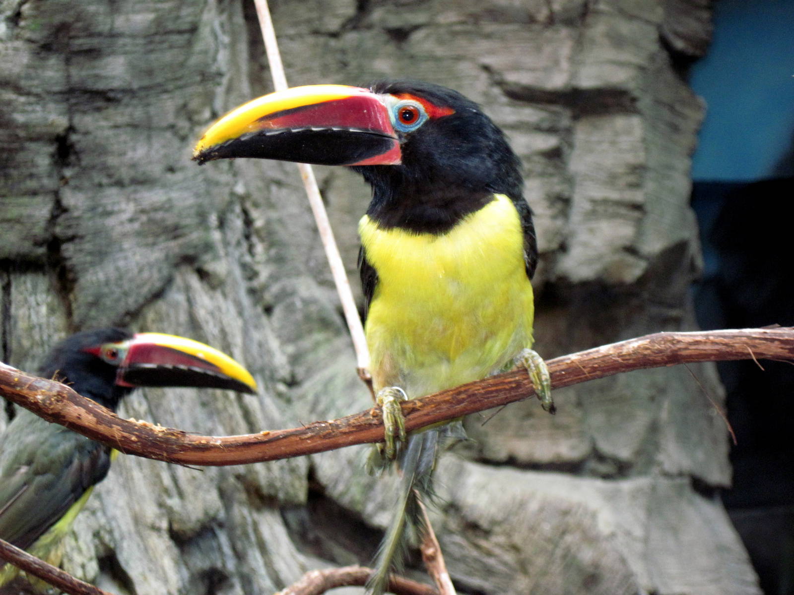 Tropics-Green Aracari