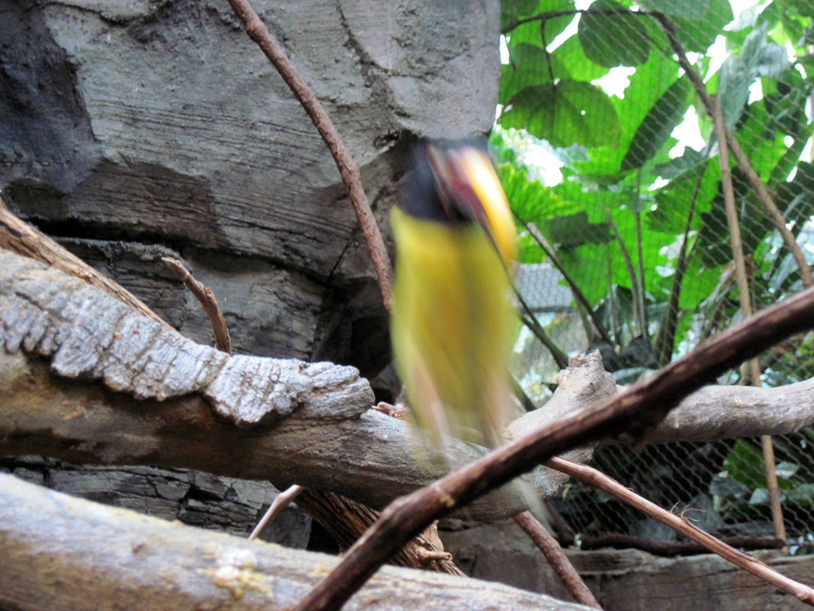 Tropics-Green Aracari