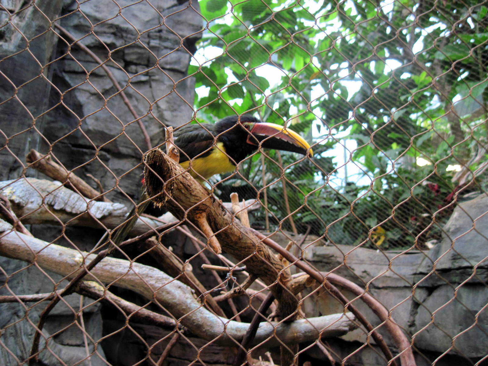 Tropics-Green Aracari