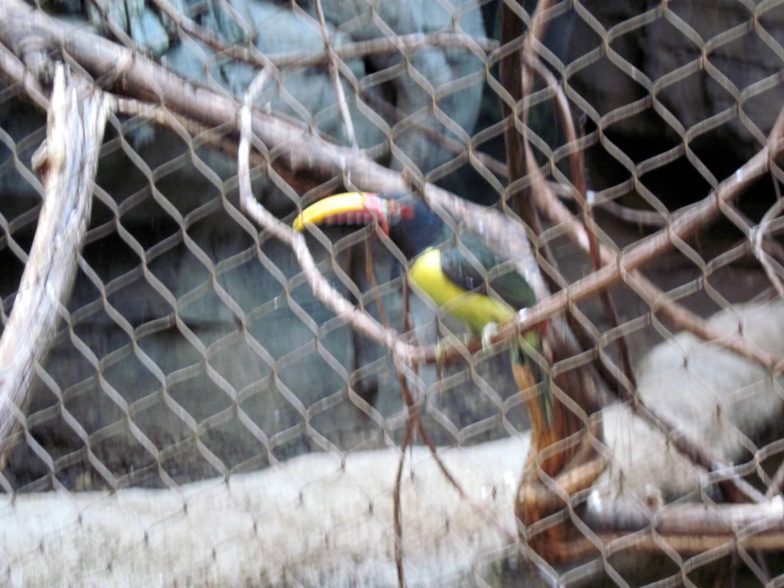 Tropics-Green Aracari