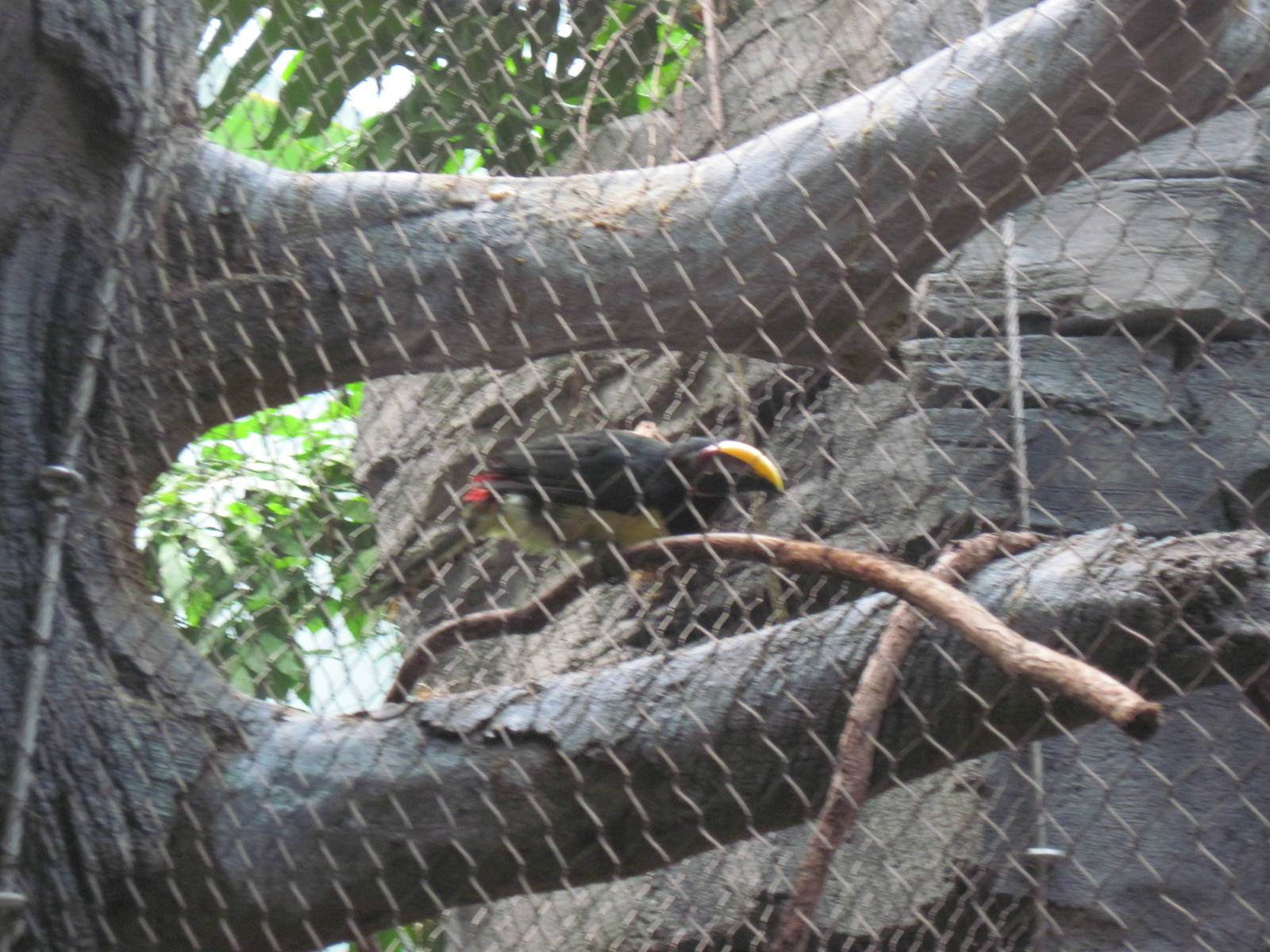 Tropics-Green Aracari