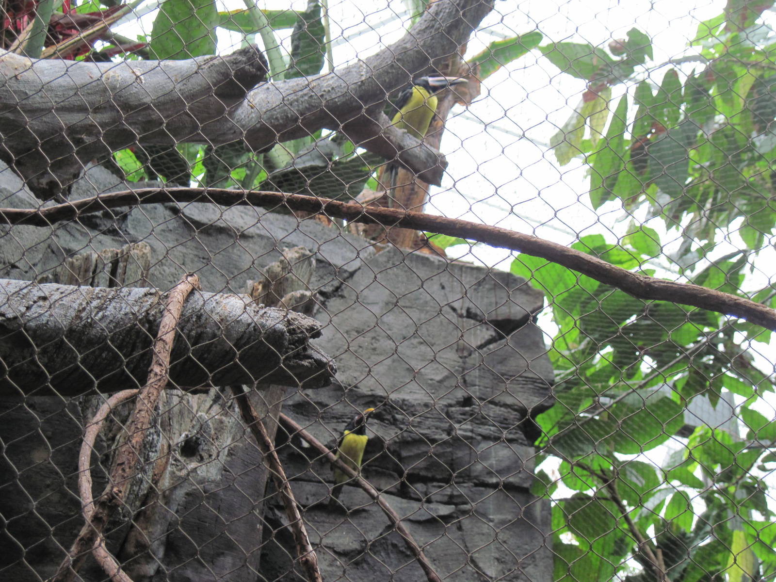 Tropics-Green Aracari