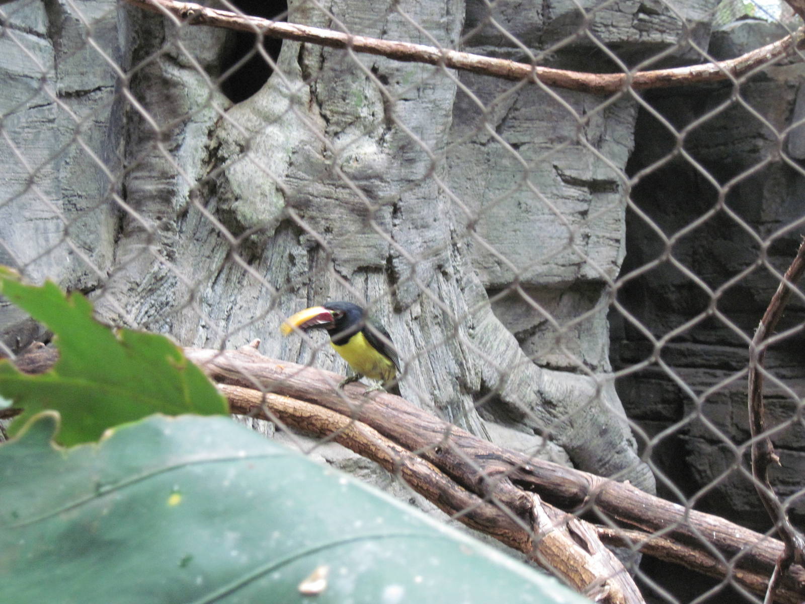 Tropics-Green Aracari
