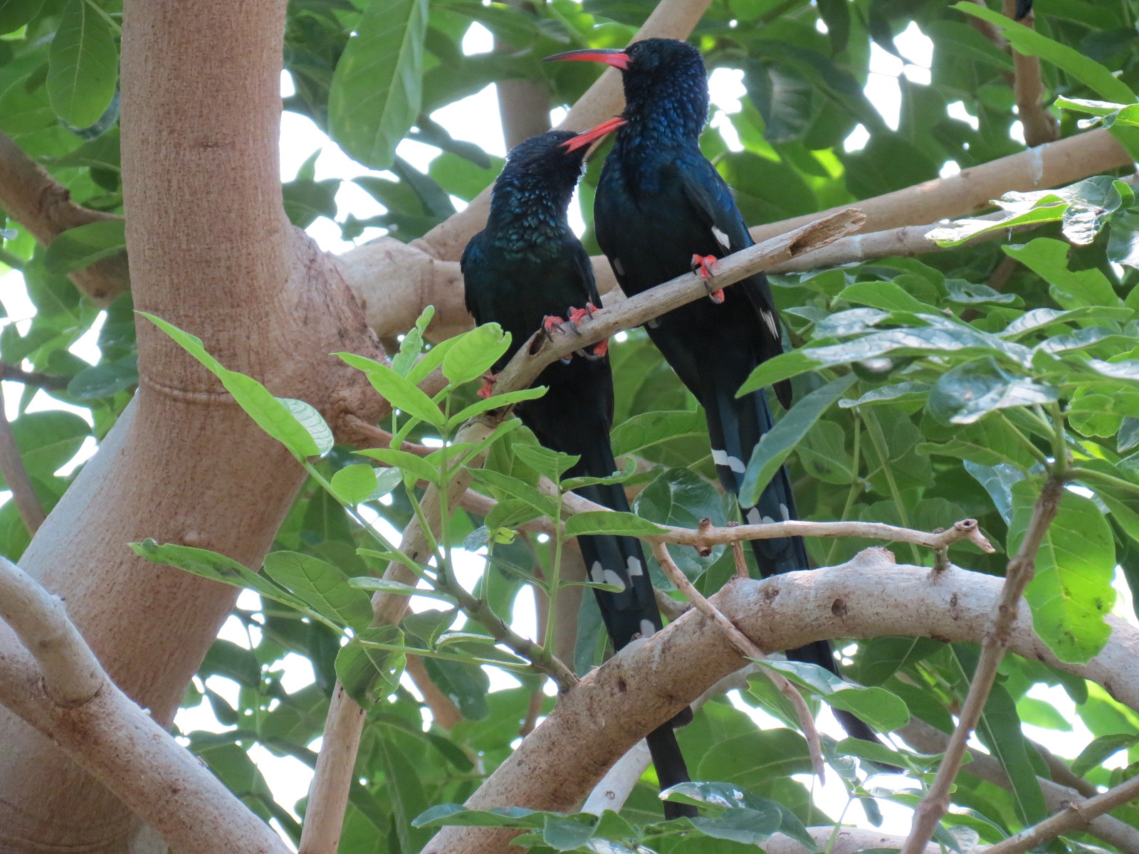 Tropics - Green Wood Hoopoe