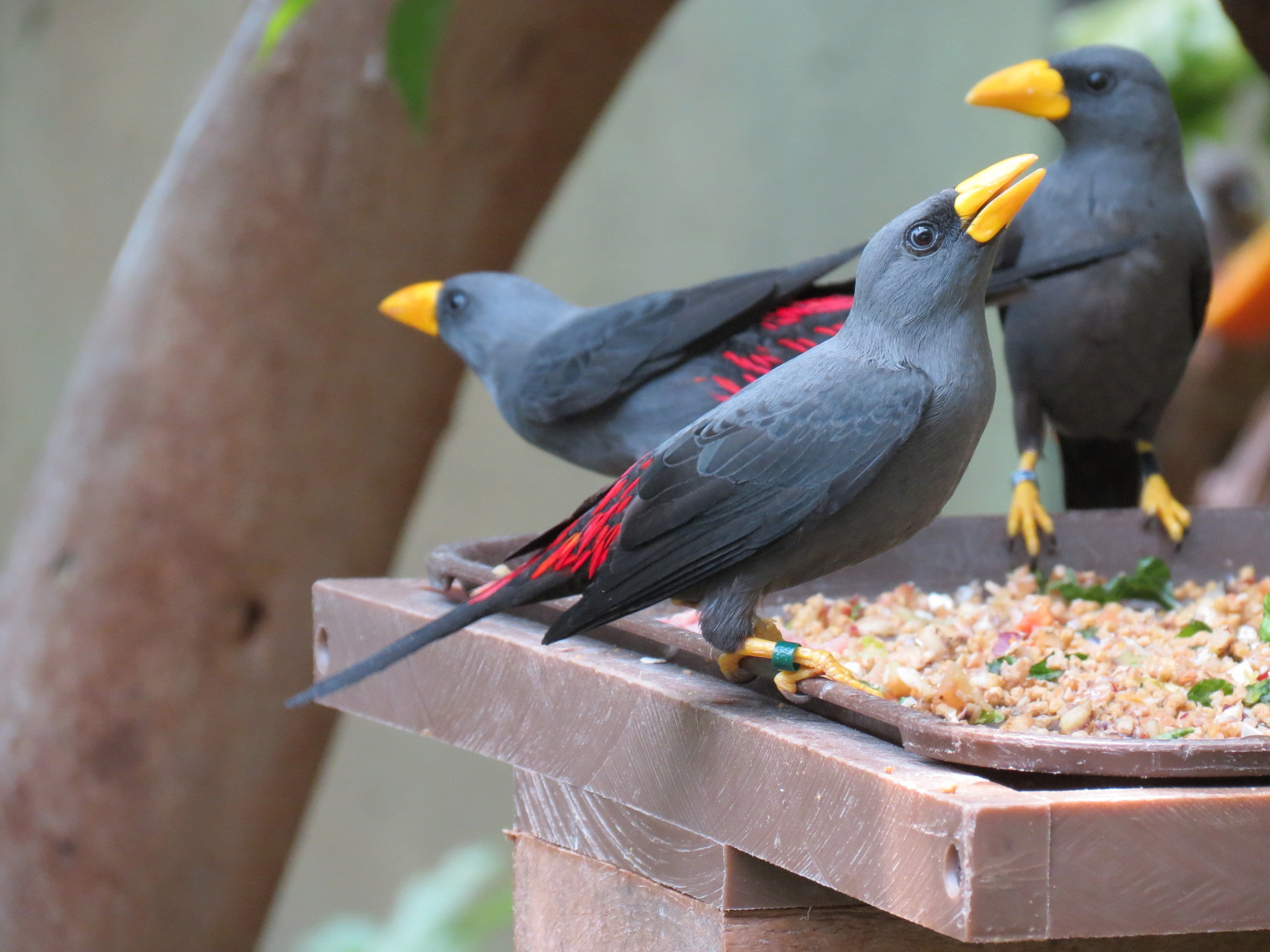 Tropics - Grosbeak Starling