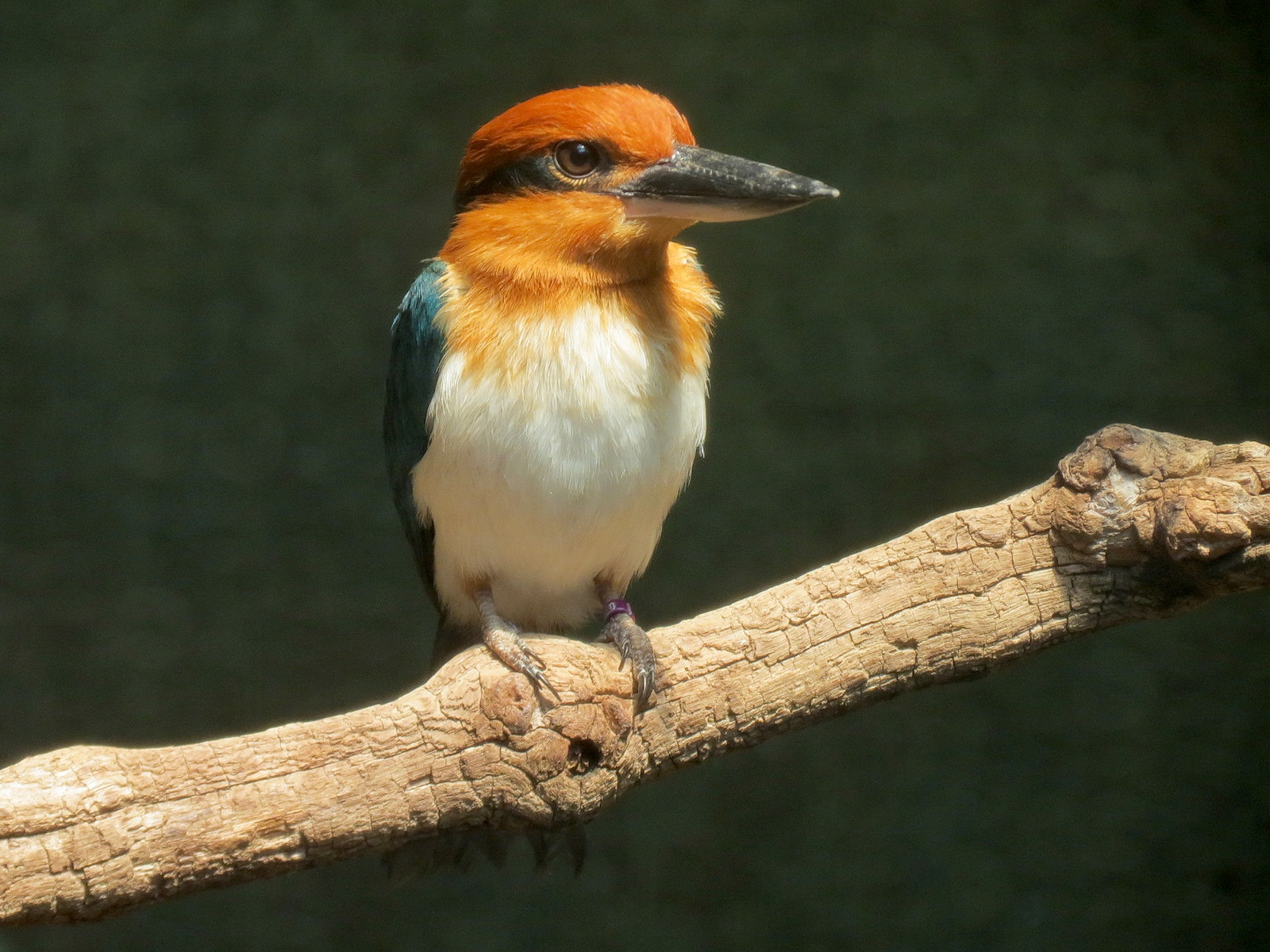 Tropics - Guam Kingfisher Exhibit