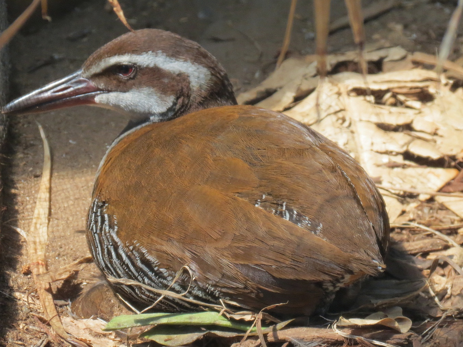Tropics - Guam Rail Exhibit
