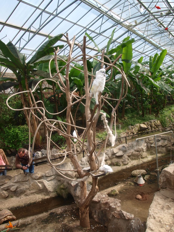 Tropics Hall - 'Cockatoo tree' (April 19th, 2015)