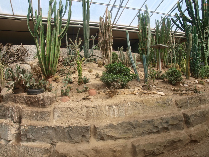 Tropics Hall - desert area (April 19th, 2015)