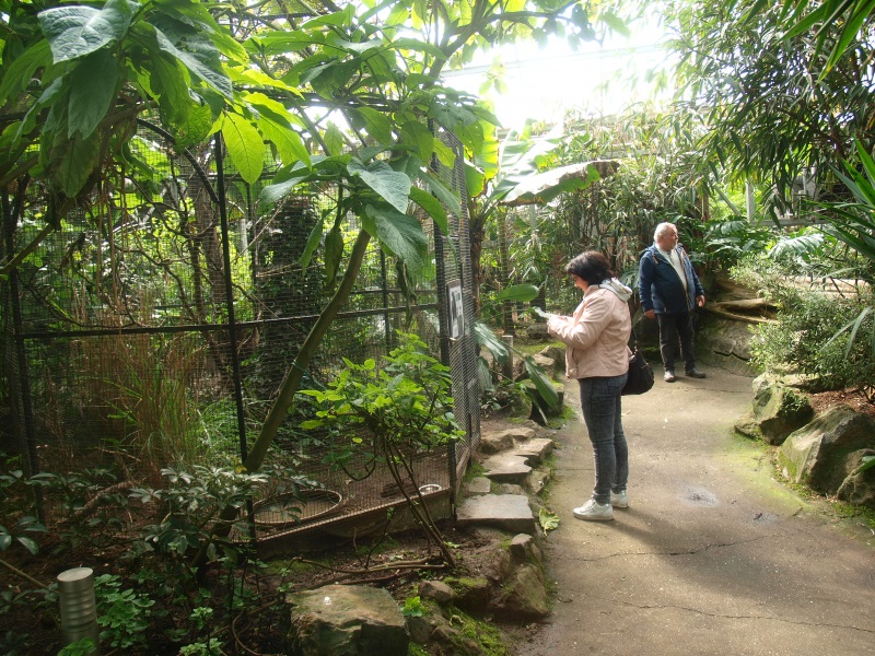 Tropics Hall - Viewing area and ornamental aviary (April 19th, 2015)
