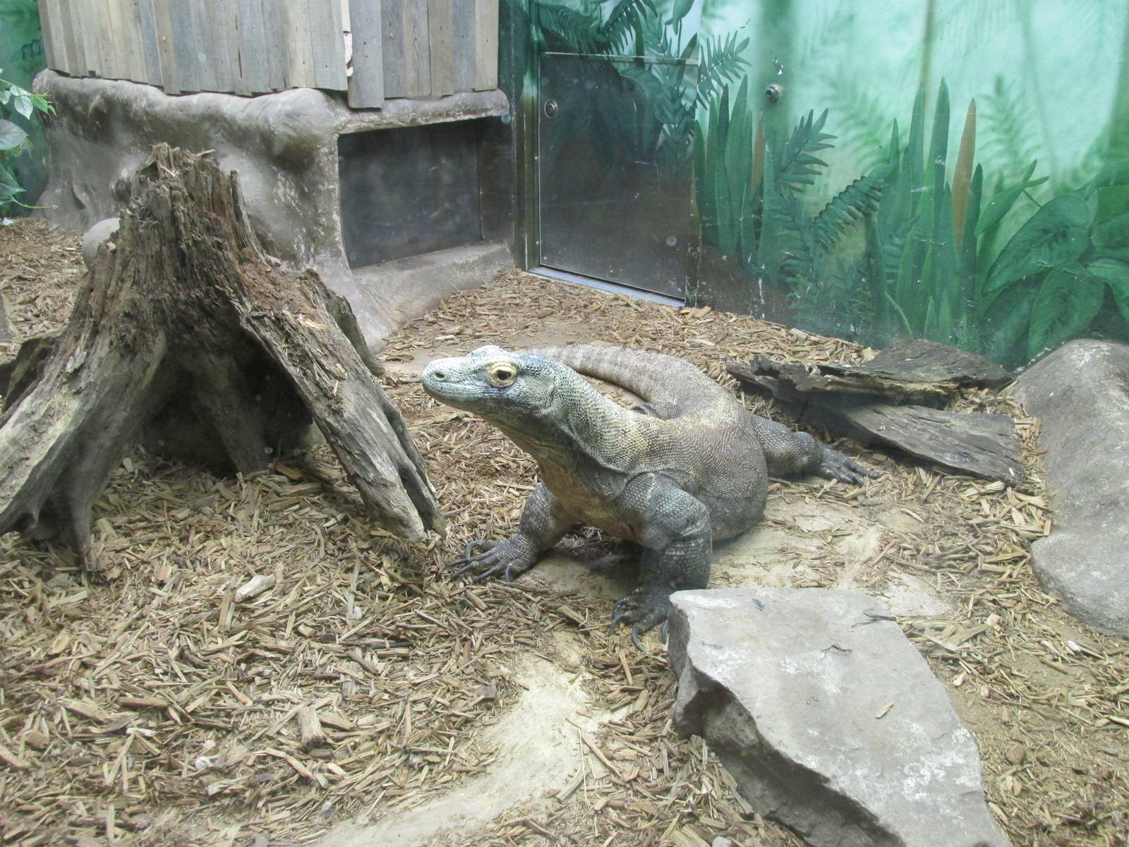 Tropics Komodo Dragon