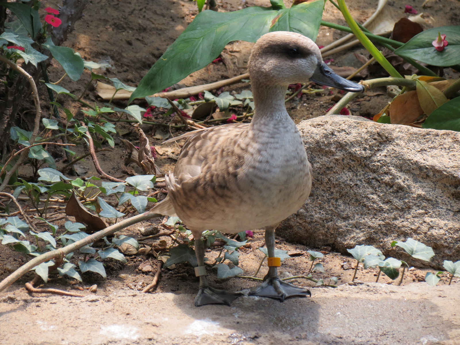 Tropics - Marbled Teal