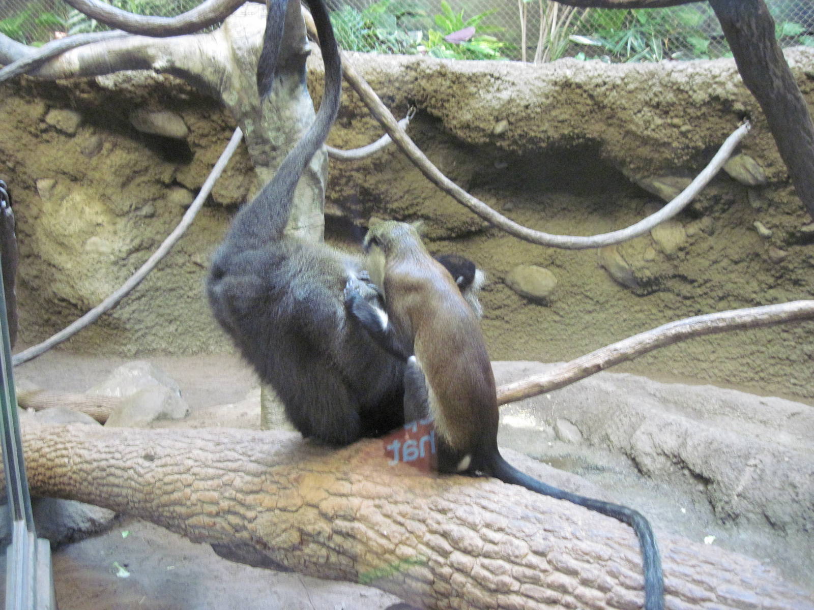 Tropics-Mona and Blue Monkey