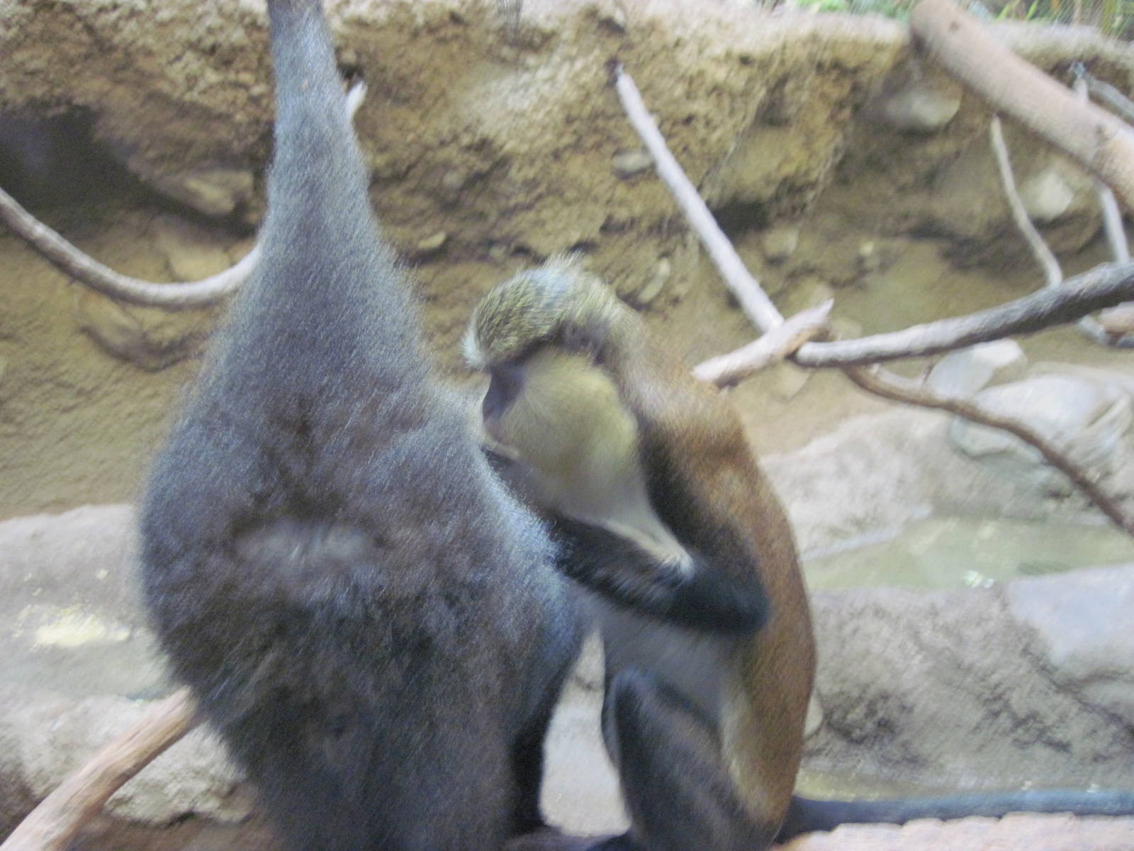 Tropics-Mona and Blue Monkey