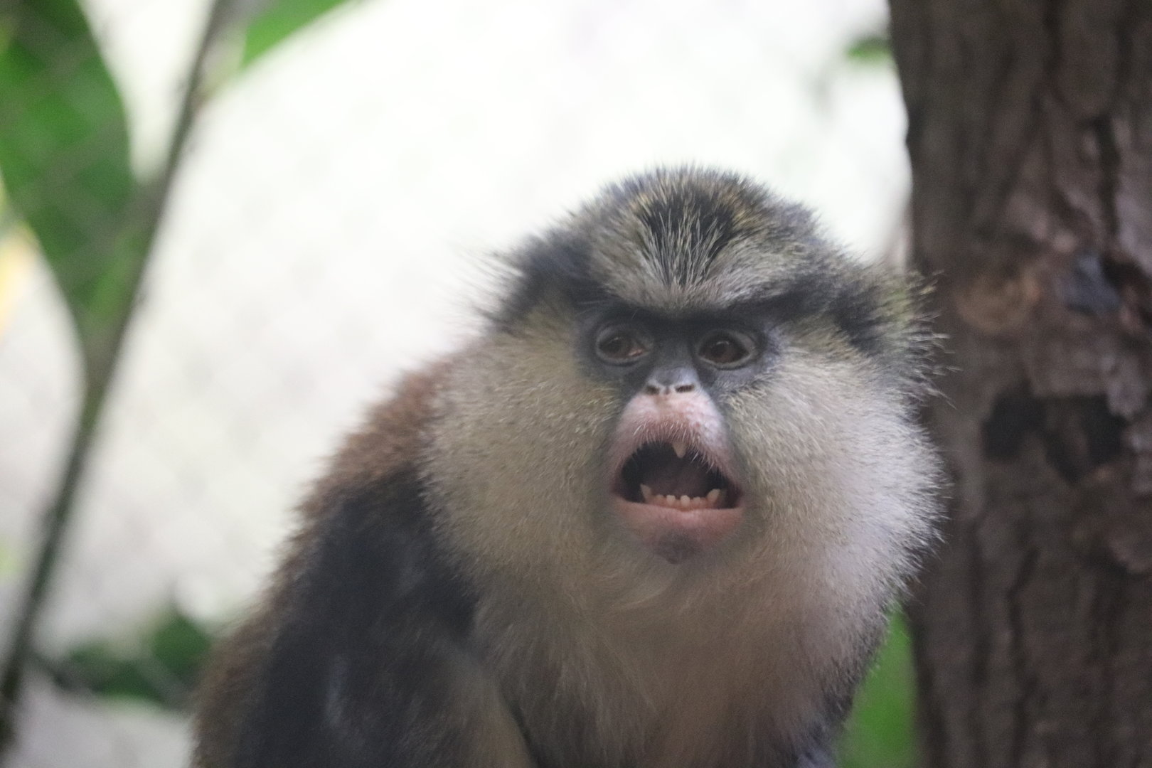 Tropics - Mona Monkey