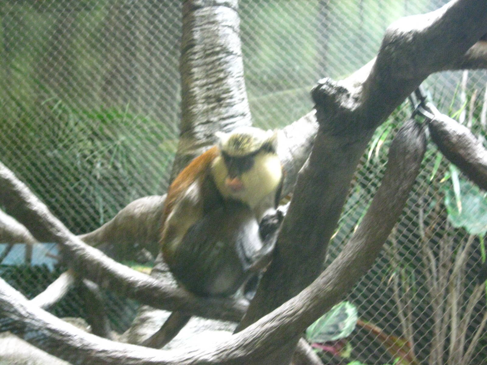 Tropics-Mona Monkeys