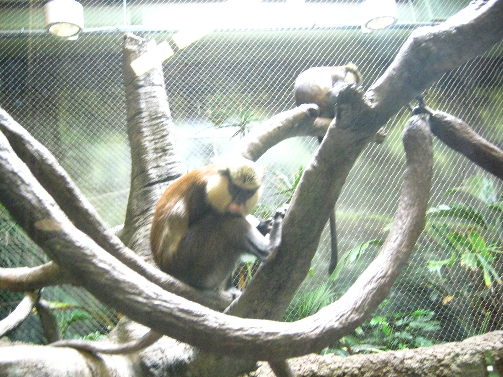 Tropics-Mona Monkeys