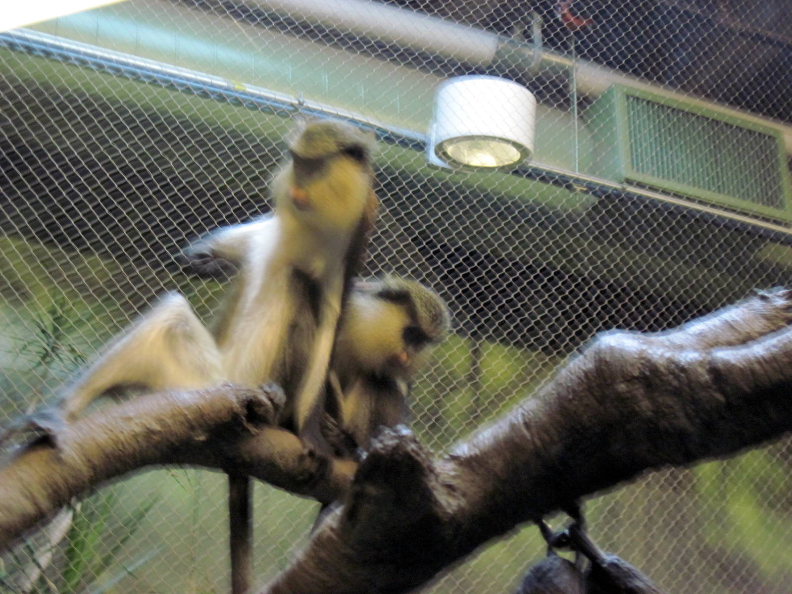 Tropics-Mona Monkeys