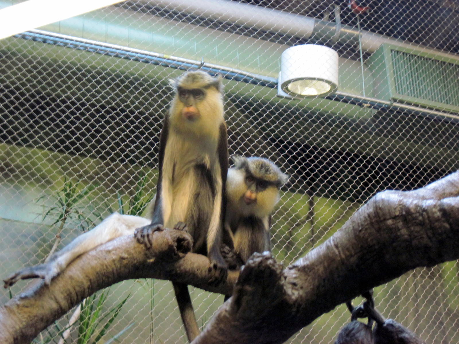 Tropics-Mona Monkeys