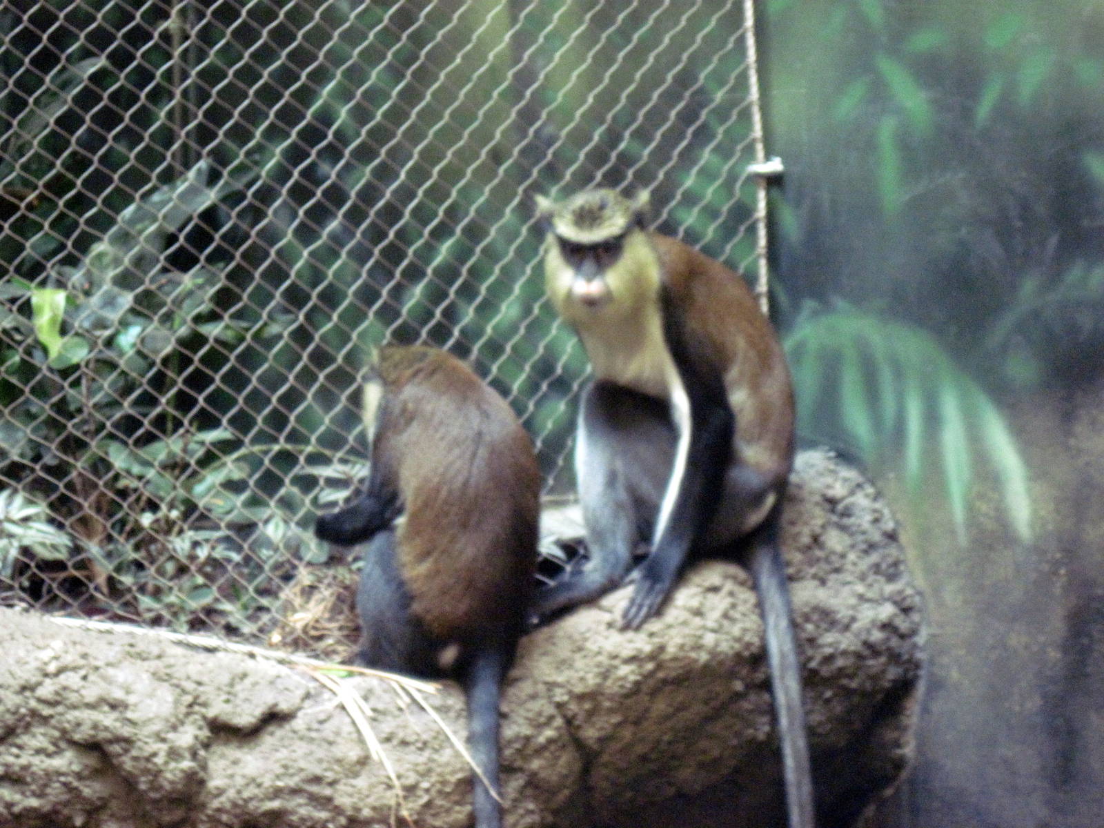 Tropics-Mona Monkeys