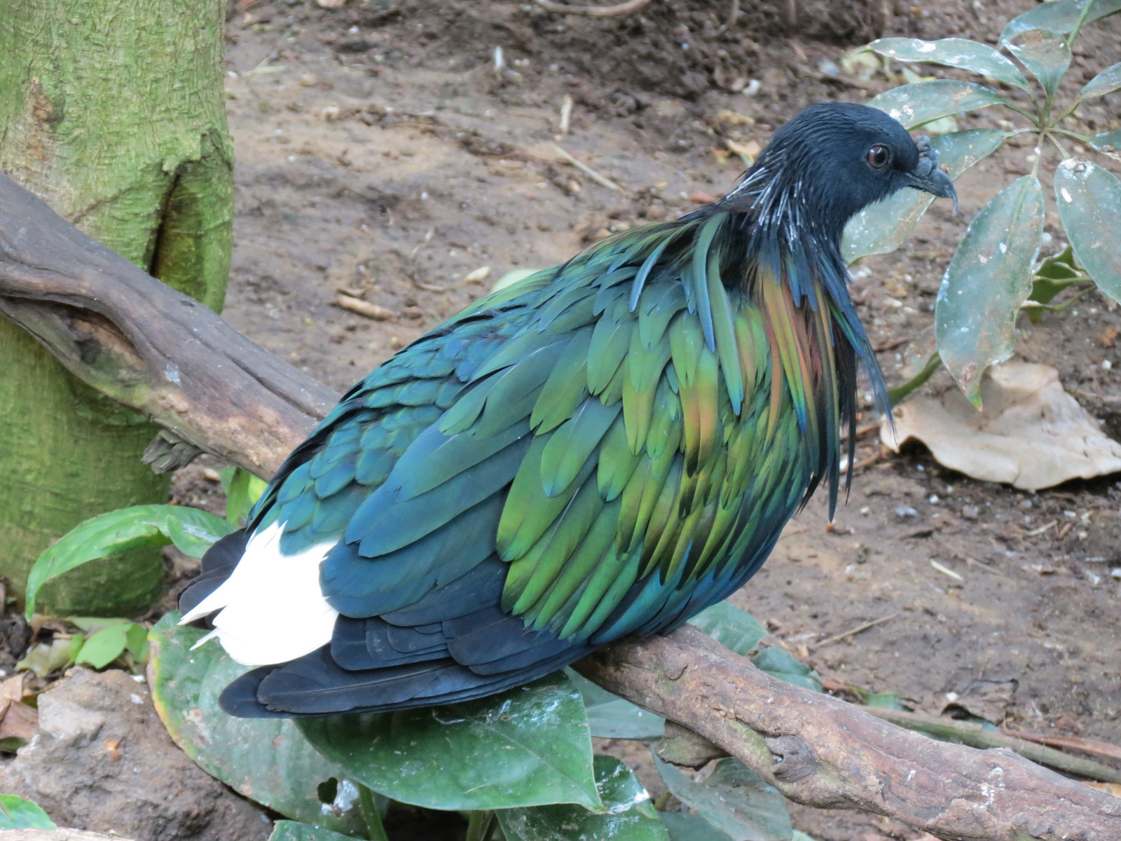 Tropics - Nicobar Pigeon