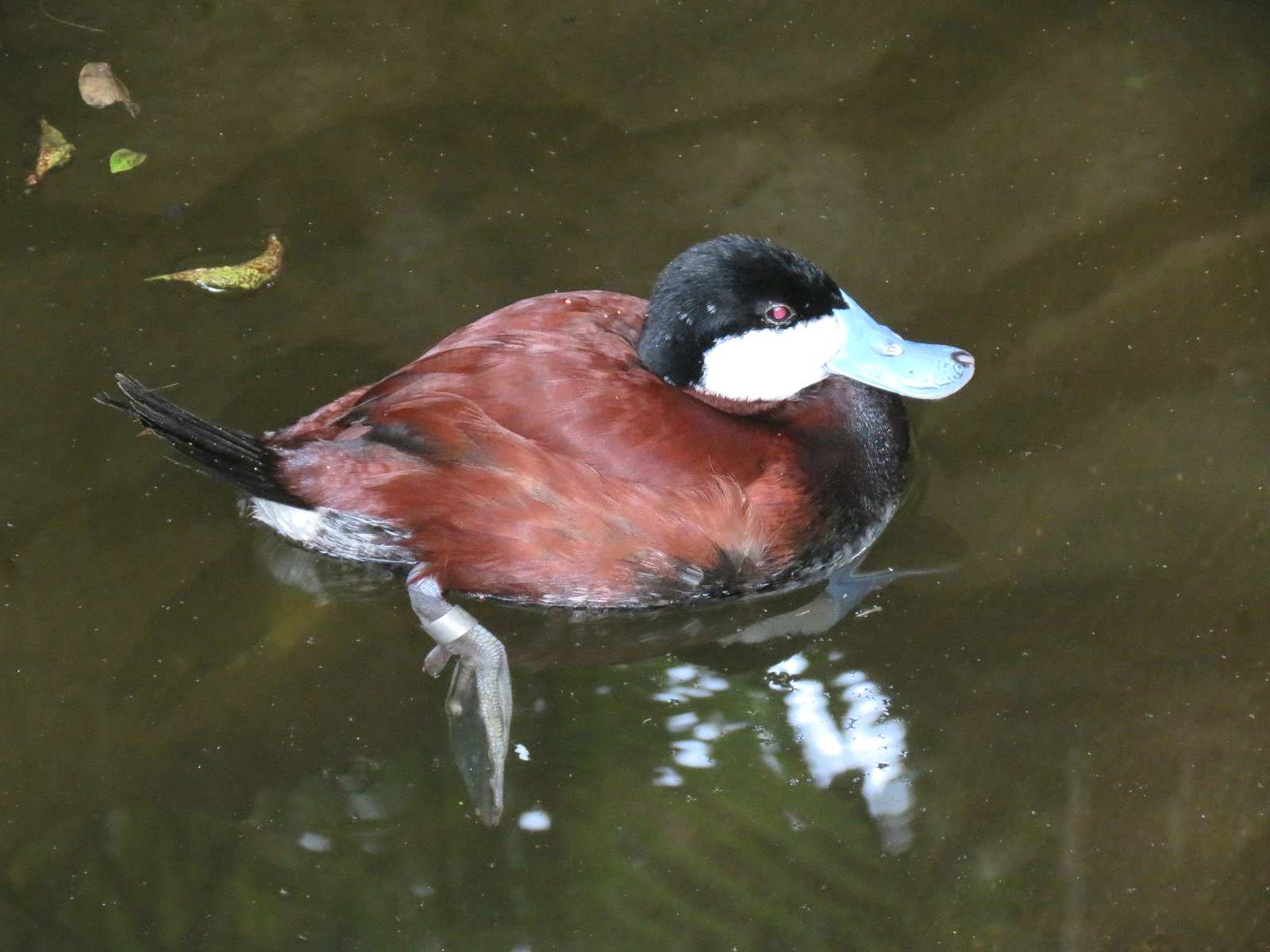 Tropics - North American Ruddy Duck