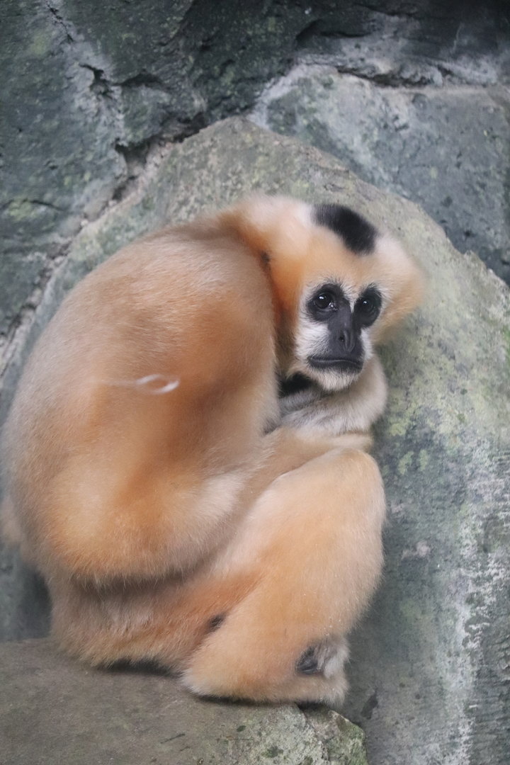 Tropics - Northern White-Cheeked Gibbon
