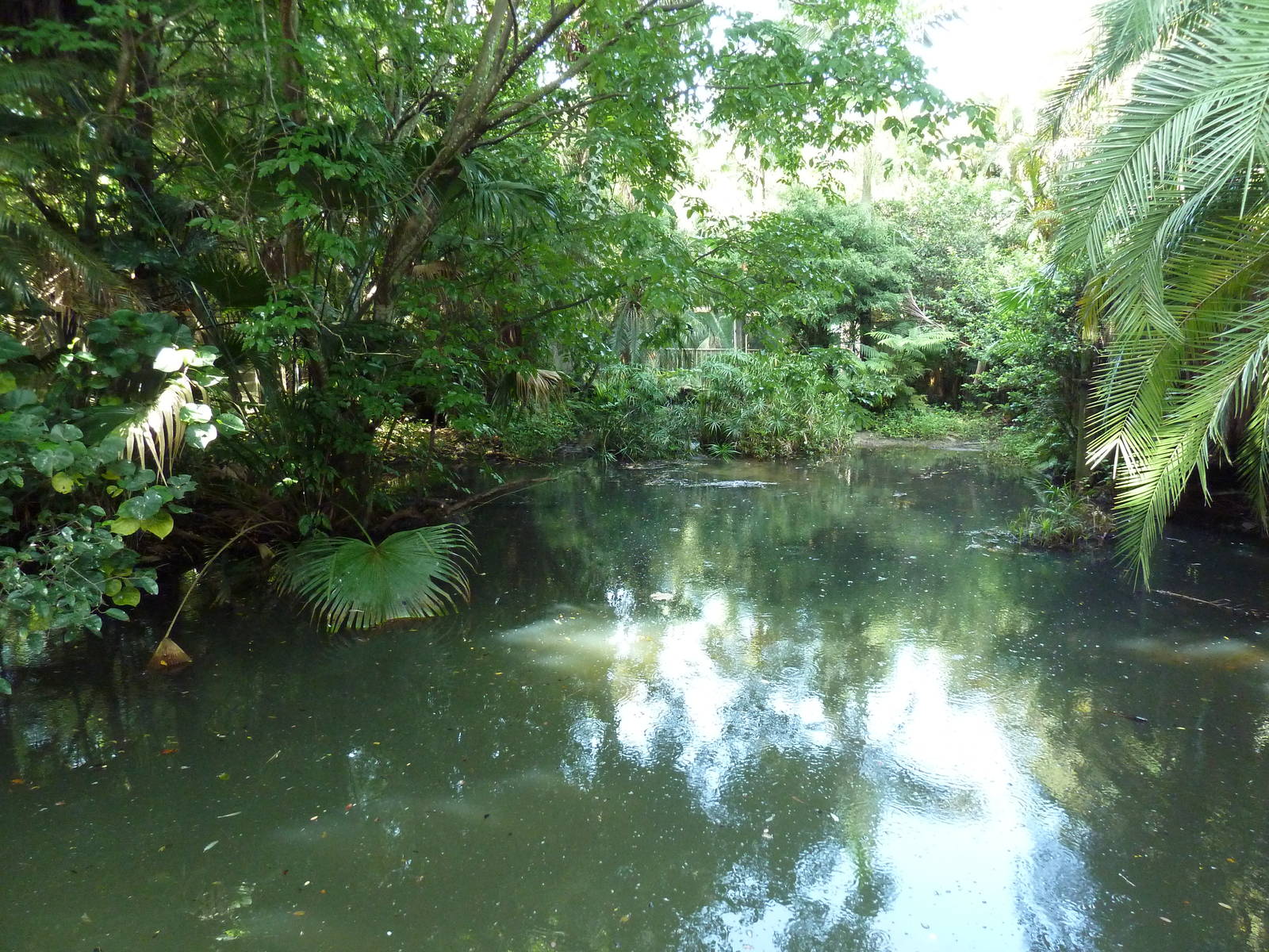 Tropics of the Americas - American Alligator Exhibit