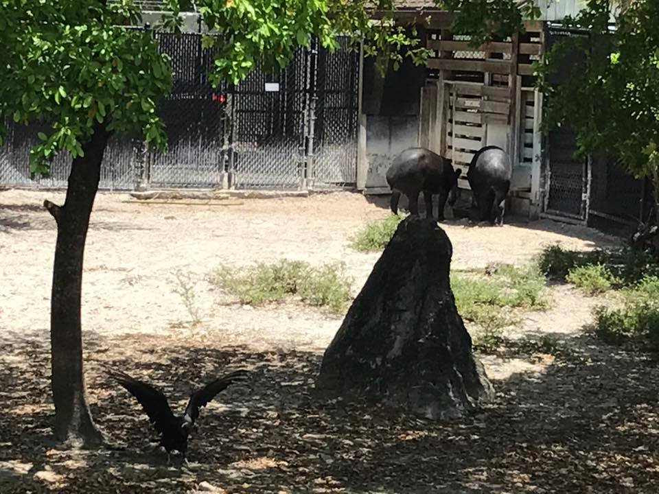 Tropics of the Americas- Baird's Tapir/Capybara