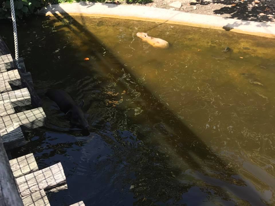 Tropics of the Americas- Baird's Tapir/Capybara