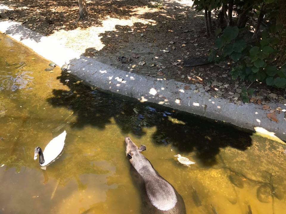 Tropics of the Americas- Baird's Tapir/Capybara