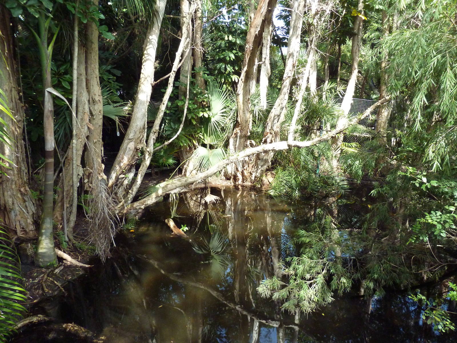 Tropics of the Americas - Broad-Snouted Caiman Exhibit