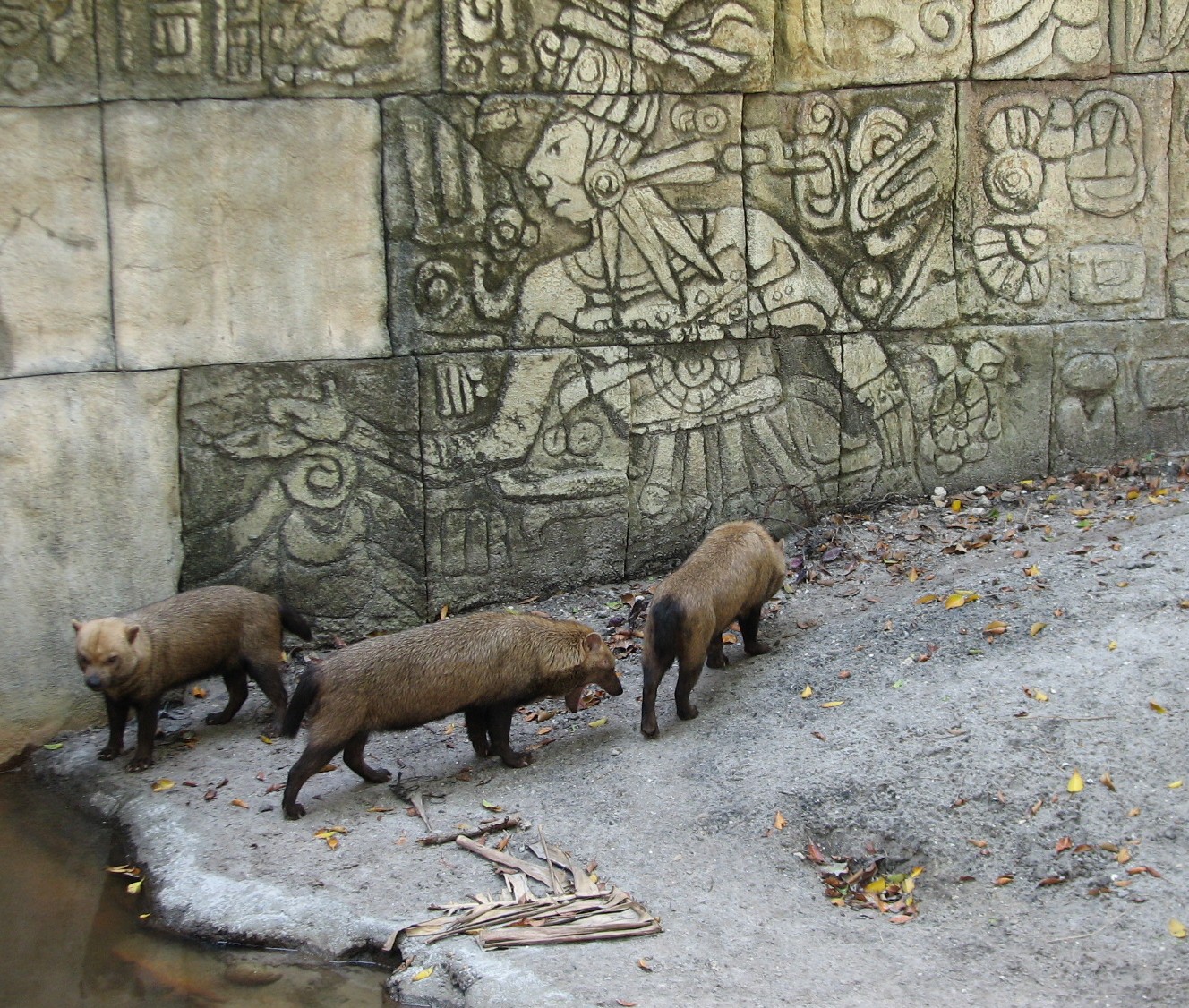 Tropics of the Americas Bush Dog Exhibit