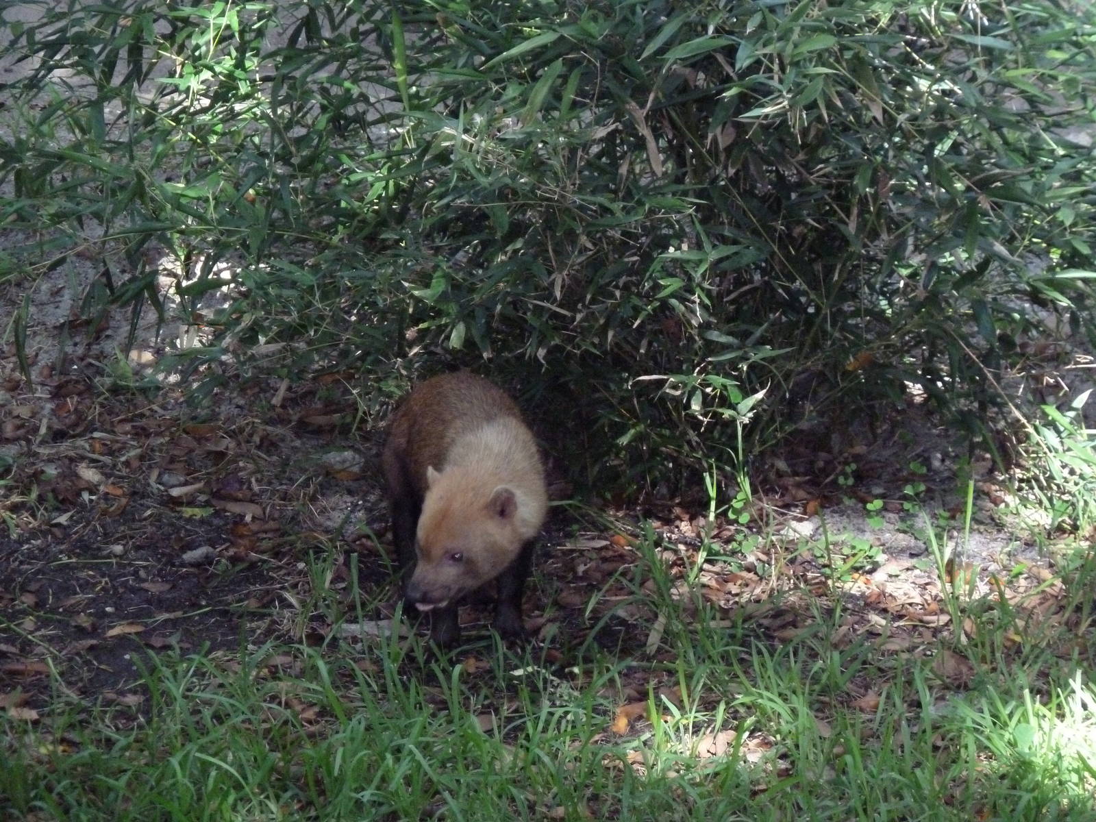 Tropics of the Americas - Bush Dog