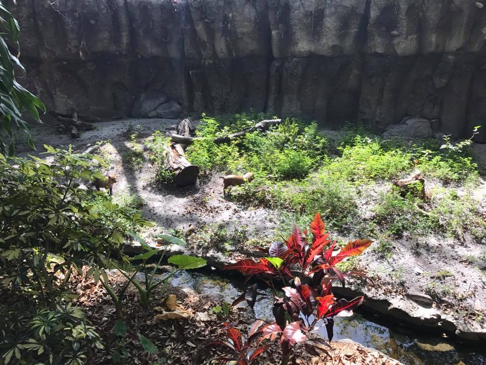Tropics of the Americas- Bush Dog