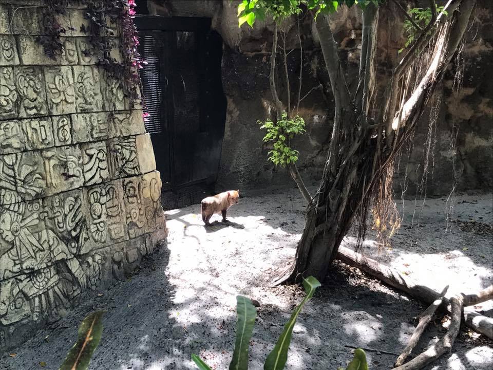 Tropics of the Americas- Bush Dog