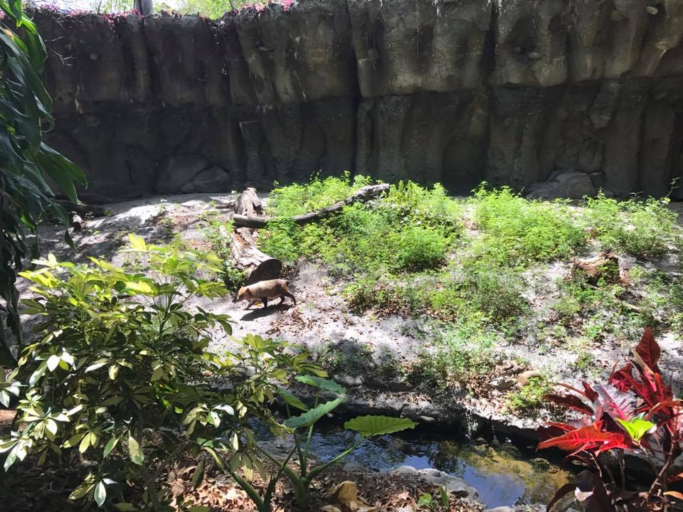 Tropics of the Americas- Bush Dog