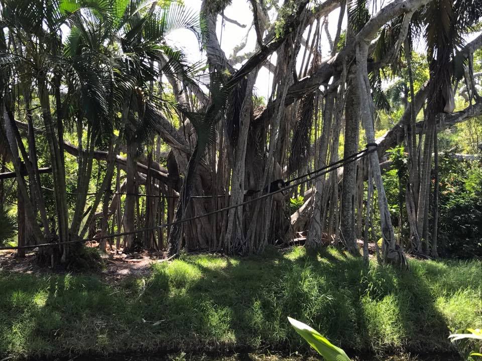 Tropics of the Americas- Capuchin