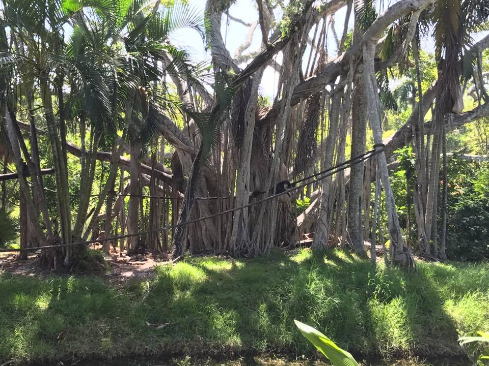 Tropics of the Americas- Capuchin