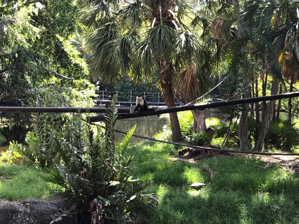 Tropics of the Americas- Capuchin